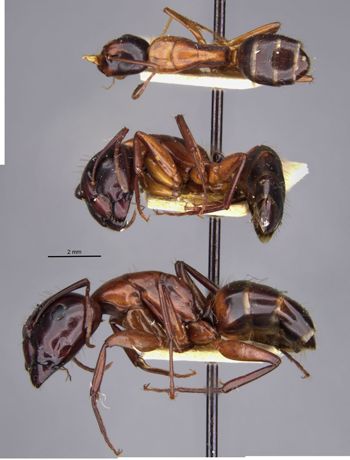 Media type: image;   Entomology 21536 Aspect: habitus lateral view